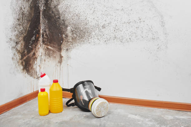 Best Mold Damage Repair  in Bay Point, CA