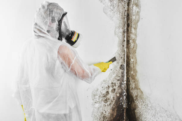 Best Toxic Mold Removal  in Bay Point, CA